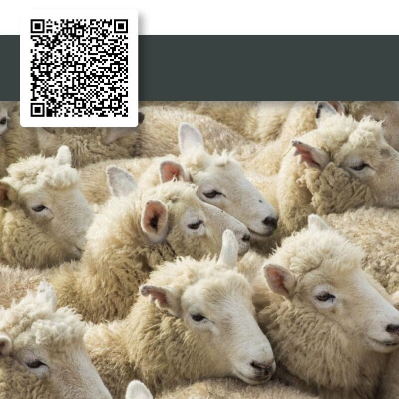 مشروع الاضاحي